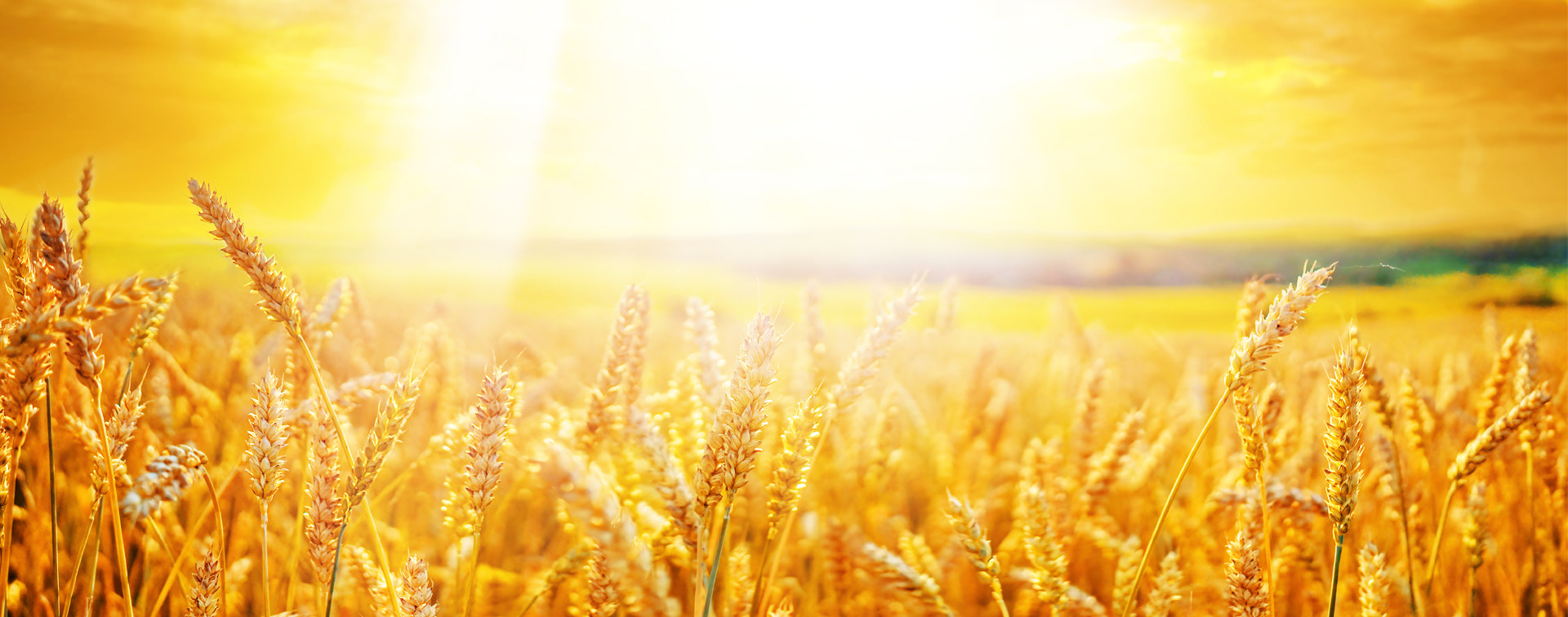 Trockenresistente Getreide bescheren Top Ernten mit überzeugenden Erträgen