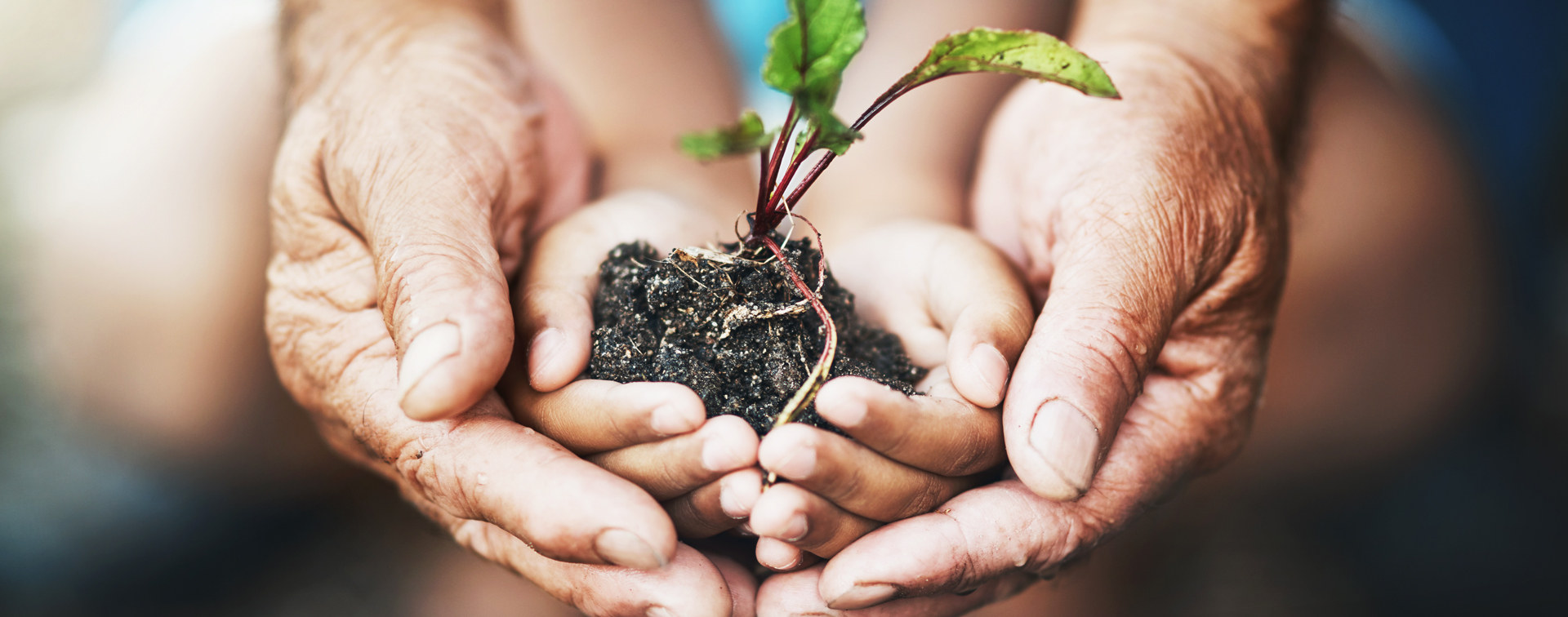 Neue Pflanzensorten erlauben auch im Chaco fantastische Ernten&nbsp;