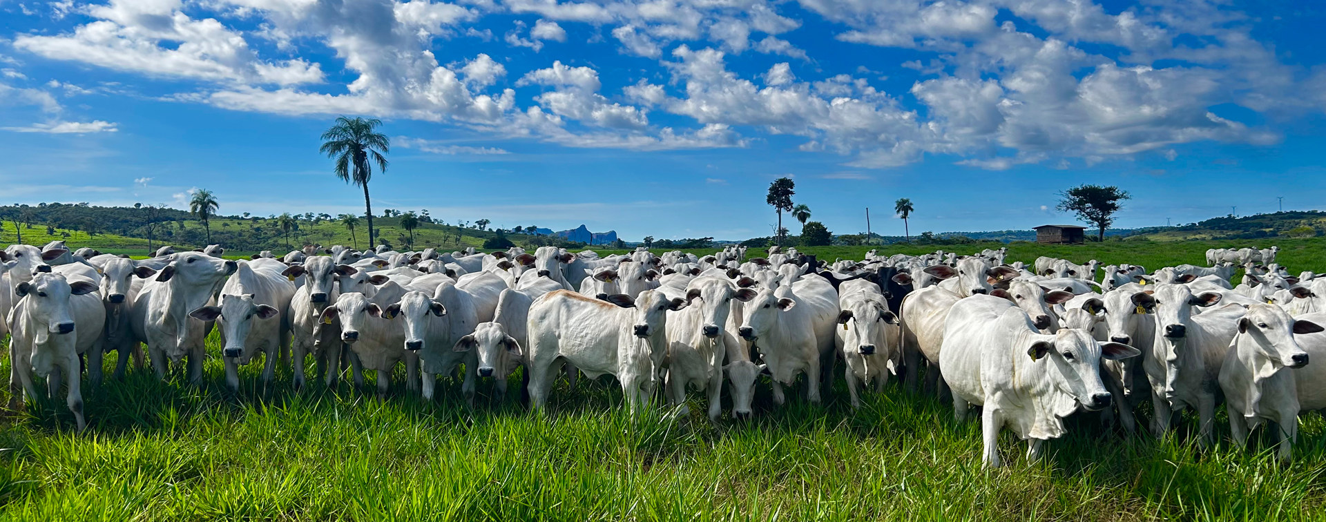 Der Chaco liefert Nahrung für die Welt